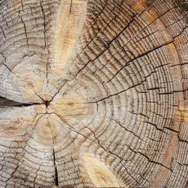 Bir ağacın enine bir kesim yüzeyi. Konsantrik doku ahşap. Birçok çatlaklar vardır. Ahşap döşemeleri kare şekli.