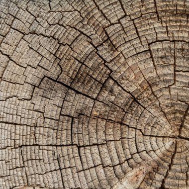 Bir ağacın enine bir kesim yüzeyi. Konsantrik doku ahşap. Birçok çatlaklar vardır. Ahşap döşemeleri kare şekli.