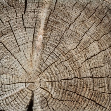 Bir ağacın enine bir kesim yüzeyi. Konsantrik doku ahşap. Birçok çatlaklar vardır. Ahşap döşemeleri kare şekli.