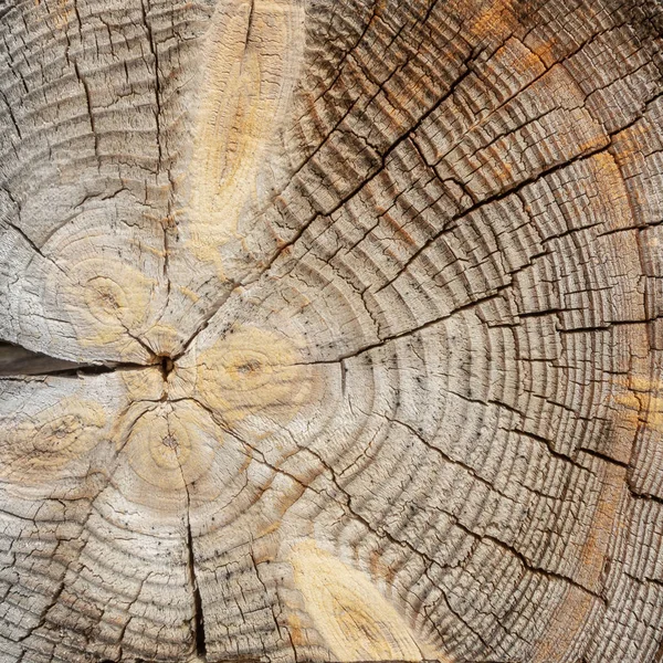 Superficie Corte Transversal Árbol Textura Concéntrica Madera Hay Muchas Grietas — Foto de Stock