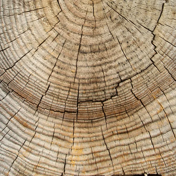 Bir Ağacın Enine Bir Kesim Yüzeyi Konsantrik Doku Ahşap Birçok — Stok fotoğraf