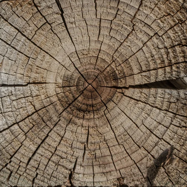 Superficie Corte Transversal Árbol Textura Concéntrica Madera Hay Muchas Grietas — Foto de Stock