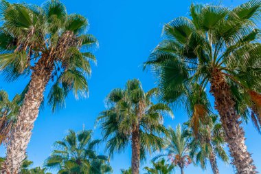 Subtropikal Akdeniz ülkelerinden karakteristik yaz doğası. Yaz eğlence ve seyahat yerleri fotoğrafları.