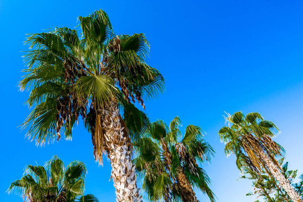 Характерная летняя природа одной из субтропических средиземноморских стран. Фотографии из мест летнего отдыха и путешествий
.