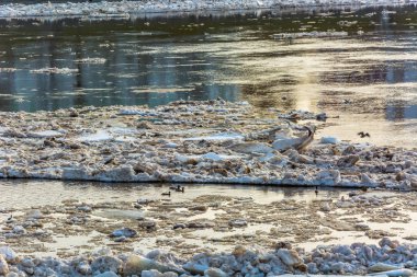 Buz Nehri şehrin üzerinde sürüklenen. Bahar buz erir ve nehir boyunca yüzen.