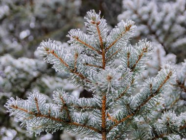 Bir iğne yapraklı ağaç bahar dalları. Eriyen kar ve su bırakır. Tezcan. Arka plan bulanık. Kış ve erken ilkbahar sonu kavramı.