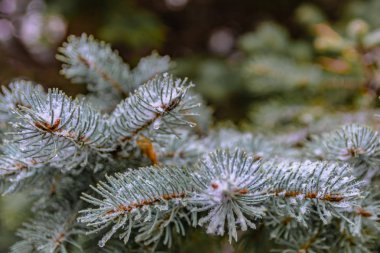Bir iğne yapraklı ağaç bahar dalları. Eriyen kar ve su bırakır. Tezcan. Arka plan bulanık. Kış ve erken ilkbahar sonu kavramı.