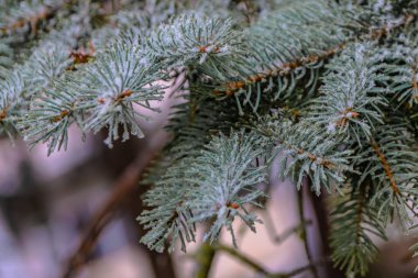 Bir iğne yapraklı ağaç bahar dalları. Eriyen kar ve su bırakır. Tezcan. Arka plan bulanık. Kış ve erken ilkbahar sonu kavramı.