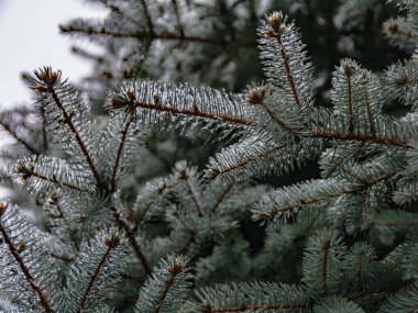 Bir iğne yapraklı ağaç bahar dalları. Eriyen kar ve su bırakır. Tezcan. Arka plan bulanık. Kış ve erken ilkbahar sonu kavramı.