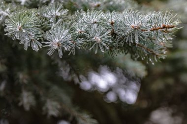 Bir iğne yapraklı ağaç bahar dalları. Eriyen kar ve su bırakır. Tezcan. Arka plan bulanık. Kış ve erken ilkbahar sonu kavramı.