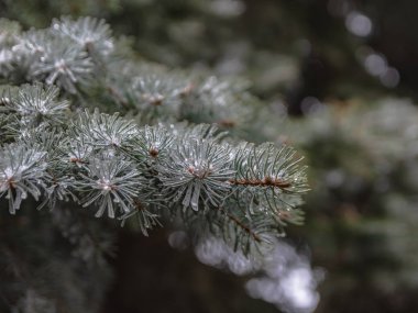 Bir iğne yapraklı ağaç bahar dalları. Eriyen kar ve su bırakır. Tezcan. Arka plan bulanık. Kış ve erken ilkbahar sonu kavramı.