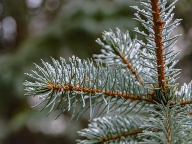 Bir iğne yapraklı ağaç bahar dalları. Eriyen kar ve su bırakır. Tezcan. Arka plan bulanık. Kış ve erken ilkbahar sonu kavramı.