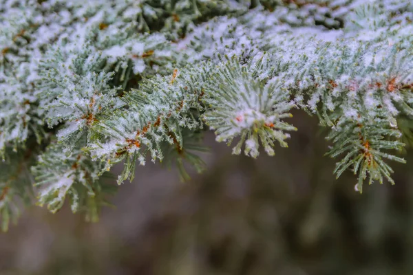 The branches of a coniferous tree in spring. Melting snow and water drops. Thaw. Blurred background. The concept of the end of winter and early spring.