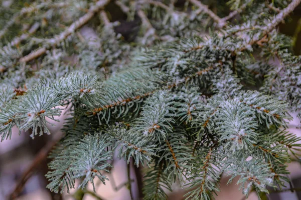 Κλαδιά Κωνοφόρων Δέντρων Άνοιξη Λιώσιμο Του Χιονιού Και Νερό Σταγόνες — Φωτογραφία Αρχείου