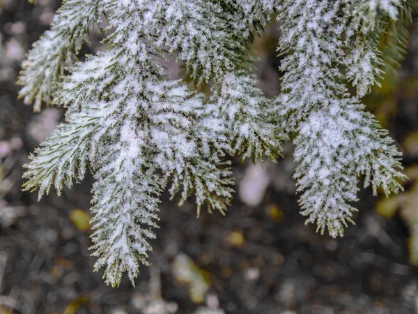 Branches Coniferous Tree Spring Melting Snow Water Drops Thaw Blurred — Stock Photo, Image