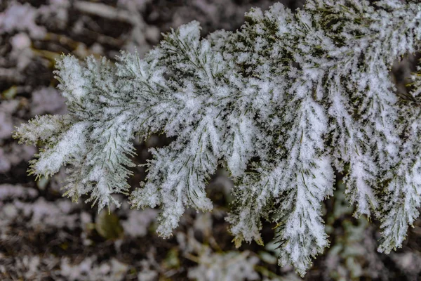 The branches of a coniferous tree in spring. Melting snow and water drops. Thaw. Blurred background. The concept of the end of winter and early spring.