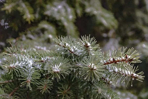 Las Ramas Árbol Coníferas Primavera Derretimiento Nieve Gotas Agua Descongelar — Foto de Stock