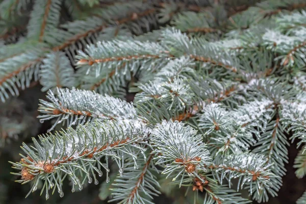 Rami Albero Conifere Primavera Sciogliere Neve Gocce Acqua Scongelare Sfondo — Foto Stock