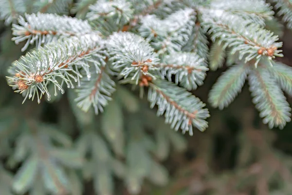 Rami Albero Conifere Primavera Sciogliere Neve Gocce Acqua Scongelare Sfondo — Foto Stock