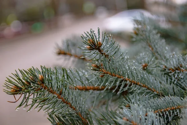 The branches of a coniferous tree in spring. Melting snow and water drops. Thaw. Blurred background. The concept of the end of winter and early spring.