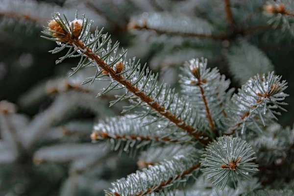 Las Ramas Árbol Coníferas Primavera Derretimiento Nieve Gotas Agua Descongelar —  Fotos de Stock