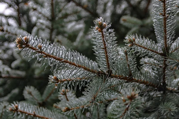 Κλαδιά Κωνοφόρων Δέντρων Άνοιξη Λιώσιμο Του Χιονιού Και Νερό Σταγόνες — Φωτογραφία Αρχείου