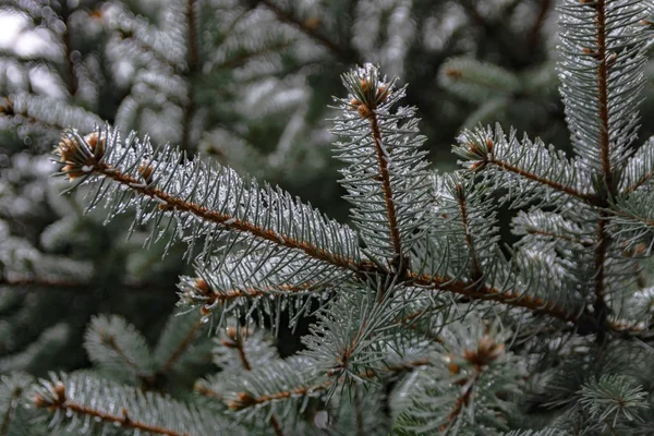 Rami Albero Conifere Primavera Sciogliere Neve Gocce Acqua Scongelare Sfondo — Foto Stock