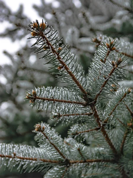 The branches of a coniferous tree in spring. Melting snow and water drops. Thaw. Blurred background. The concept of the end of winter and early spring.