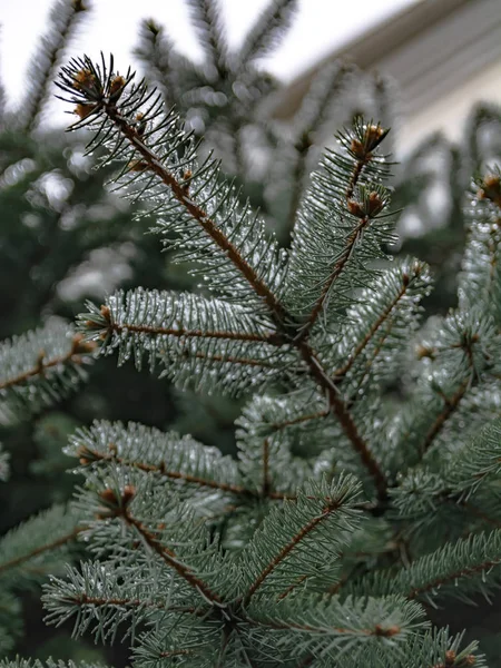 Κλαδιά Κωνοφόρων Δέντρων Άνοιξη Λιώσιμο Του Χιονιού Και Νερό Σταγόνες — Φωτογραφία Αρχείου