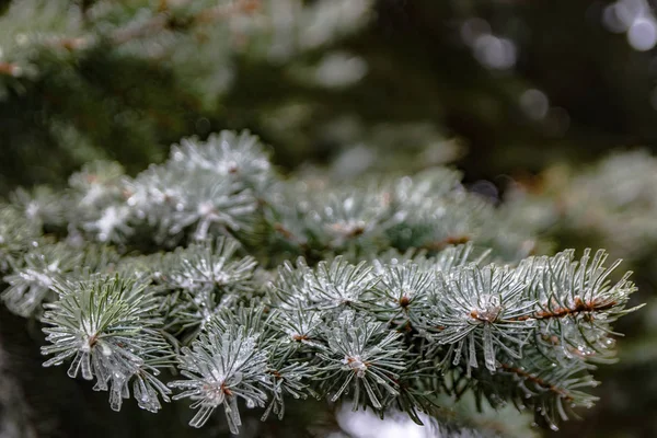 The branches of a coniferous tree in spring. Melting snow and water drops. Thaw. Blurred background. The concept of the end of winter and early spring.