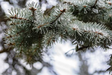 Bir iğne yapraklı ağaç bahar dalları. Eriyen kar ve su bırakır. Tezcan. Arka plan bulanık. Kış ve erken ilkbahar sonu kavramı.