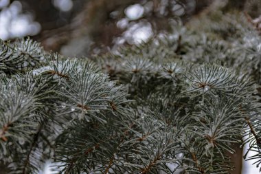 Bir iğne yapraklı ağaç bahar dalları. Eriyen kar ve su bırakır. Tezcan. Arka plan bulanık. Kış ve erken ilkbahar sonu kavramı.