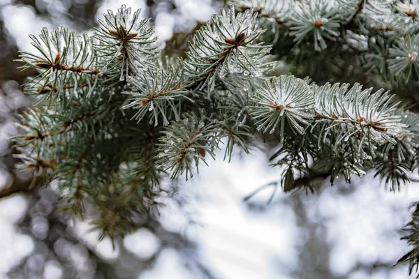 Bir iğne yapraklı ağaç bahar dalları. Eriyen kar ve su bırakır. Tezcan. Arka plan bulanık. Kış ve erken ilkbahar sonu kavramı.