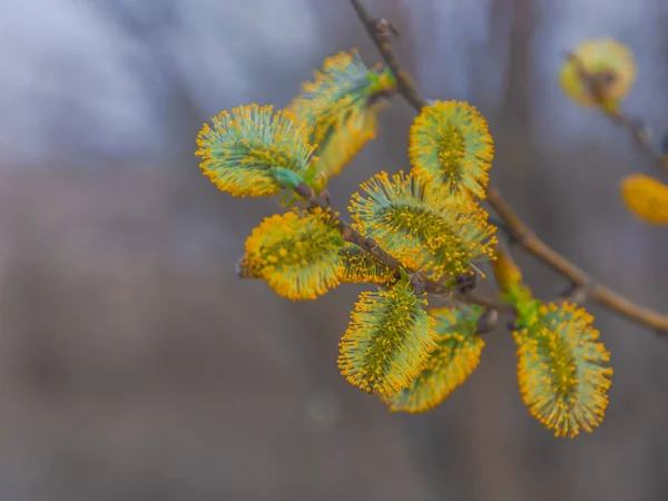 Forår Naturlig Baggrund Smuk Udsigt Blomstrende Pil Forårsblomster Abstrakt Sløret - Stock-foto