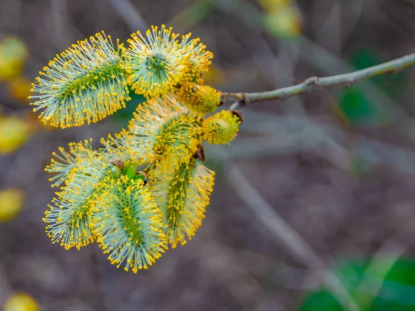 Forår Naturlig Baggrund Smuk Udsigt Blomstrende Pil Forårsblomster Abstrakt Sløret - Stock-foto