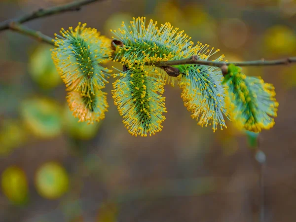 Forår Naturlig Baggrund Smuk Udsigt Blomstrende Pil Forårsblomster Abstrakt Sløret - Stock-foto