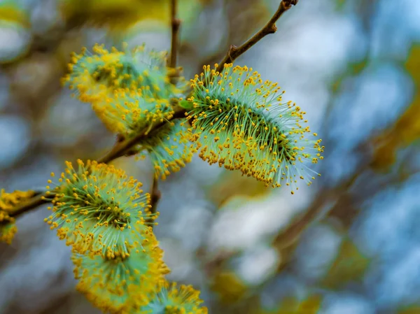 Forår Naturlig Baggrund Smuk Udsigt Blomstrende Pil Forårsblomster Abstrakt Sløret - Stock-foto