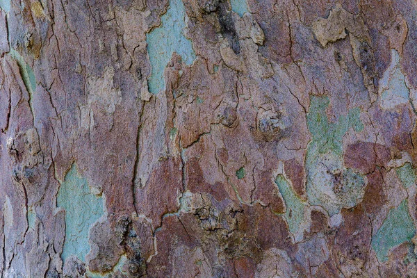 Naturlig Ytstruktur Träd Bark Bakgrundsmönster Horisontell Orientering — Stockfoto