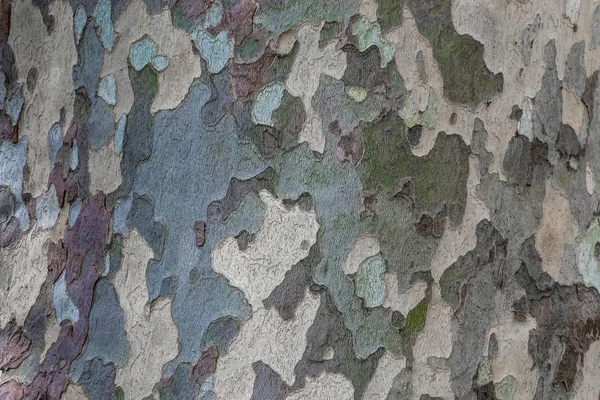 Φυσική Επιφανειακή Υφή Του Φλοιού Δέντρων Μοτίβο Φόντου Οριζόντιος Προσανατολισμός — Φωτογραφία Αρχείου
