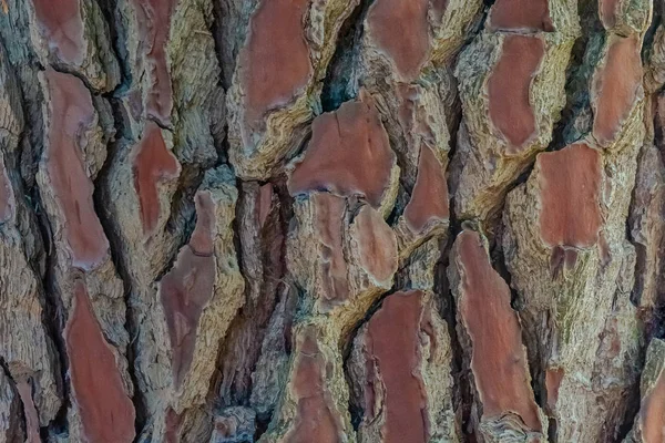 Natürliche Oberflächenstruktur Der Baumrinde Hintergrund Muster Horizontale Ausrichtung — Stockfoto