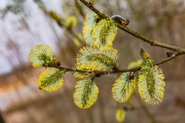 Primavera Sfondo Naturale Bella Vista Salice Fiore Fiori Primaverili Sfondo — Foto Stock