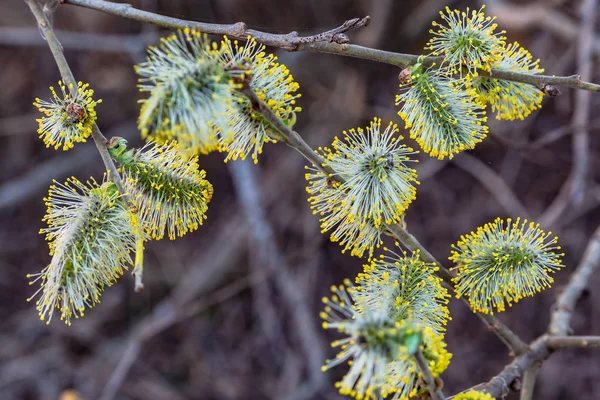 Forår Naturlig Baggrund Smuk Udsigt Blomstrende Pil Forårsblomster Abstrakt Sløret - Stock-foto