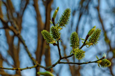 Bahar doğal arka plan. Çiçek açan söğüt güzel bir görünüm. Bahar çiçekleri. Arka planda soyut bulanık arka plan. İlkbaharın başlarında. Doğanın uyanışının sembolü.