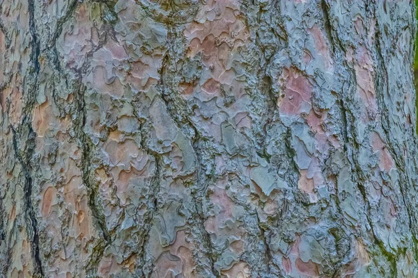 树皮的自然表面纹理 背景模式 水平方向 — 图库照片