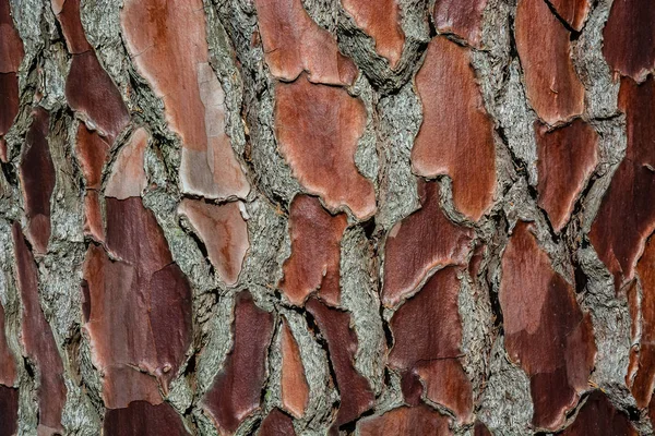 Textura Natural Superficie Corteza Del Árbol Patrón Fondo Orientación Horizontal — Foto de Stock