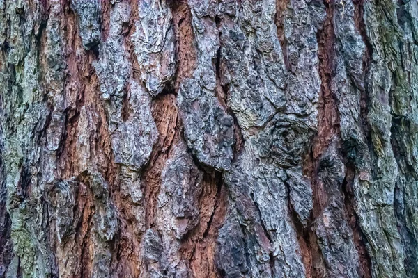 Naturlig Ytstruktur Träd Bark Bakgrundsmönster Horisontell Orientering — Stockfoto