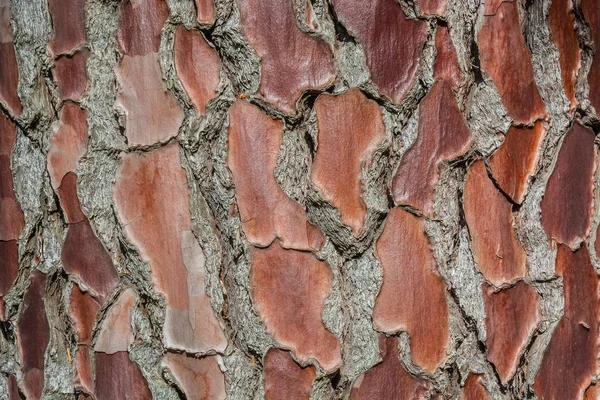 Φυσική Επιφανειακή Υφή Του Φλοιού Δέντρων Μοτίβο Φόντου Οριζόντιος Προσανατολισμός — Φωτογραφία Αρχείου