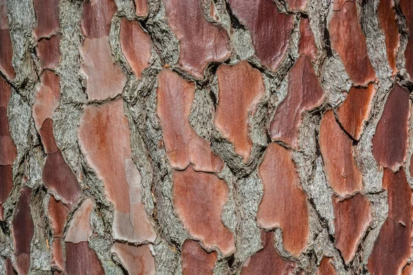 Natürliche Oberflächenstruktur Der Baumrinde Hintergrund Muster Horizontale Ausrichtung — Stockfoto