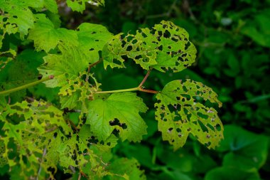 Böcek zararlıları ve olumsuz çevre koşullarından zarar gören bitkilerin yaprakları. Çevresel bozulma ve doğa kaybı kavramı.
