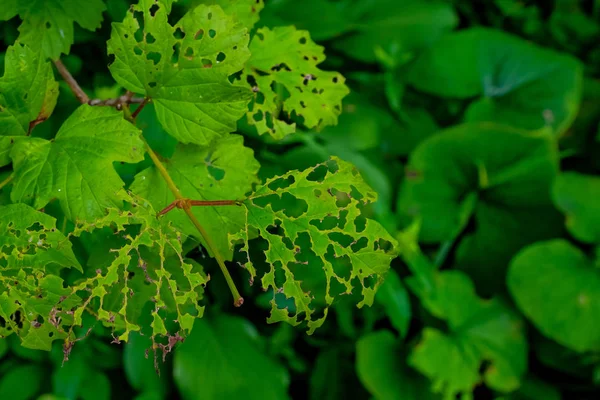 Böcek Zararlıları Olumsuz Çevre Koşullarından Zarar Gören Bitkilerin Yaprakları Çevresel — Stok fotoğraf